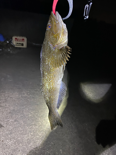 アイナメの釣果