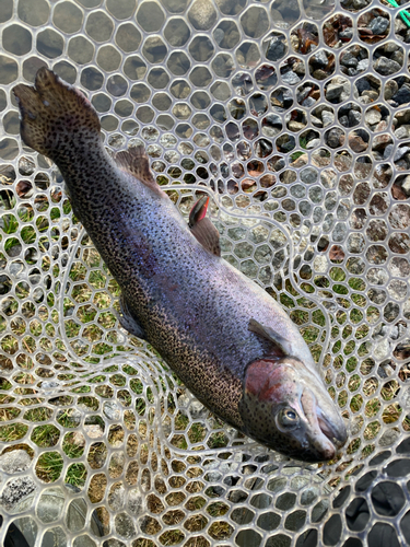 ニジマスの釣果