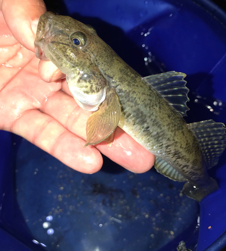 ハゼの釣果