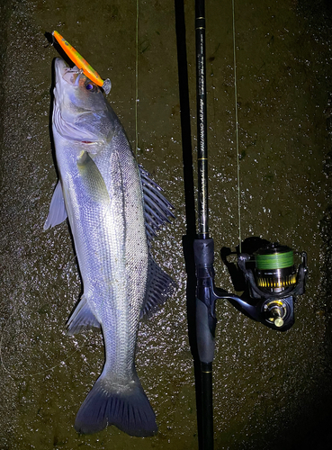 シーバスの釣果