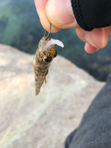 ハゼの釣果