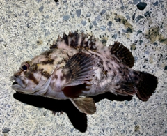 オウゴンムラソイの釣果