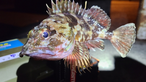 アラカブの釣果