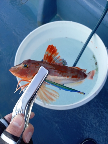 ホウボウの釣果