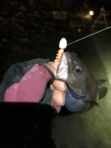 エゾイソアイナメの釣果