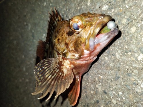 カサゴの釣果