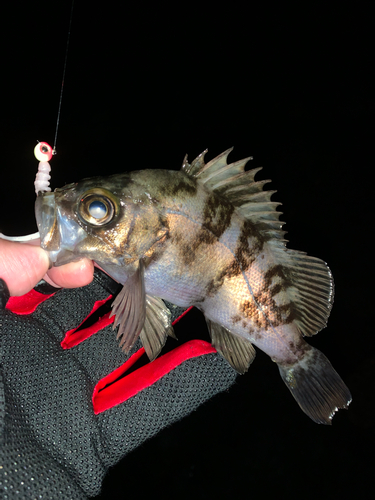 シロメバルの釣果