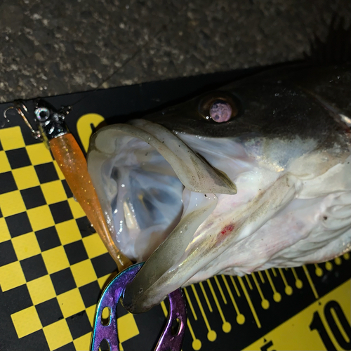 シーバスの釣果