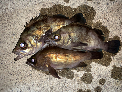 メバルの釣果