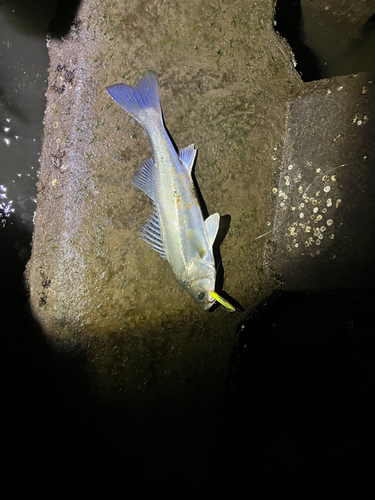 フッコ（マルスズキ）の釣果