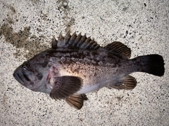 クロソイの釣果