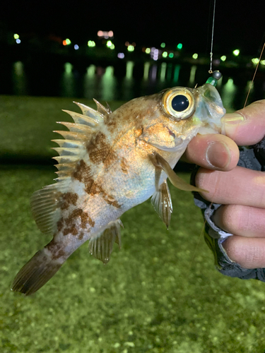 シロメバルの釣果