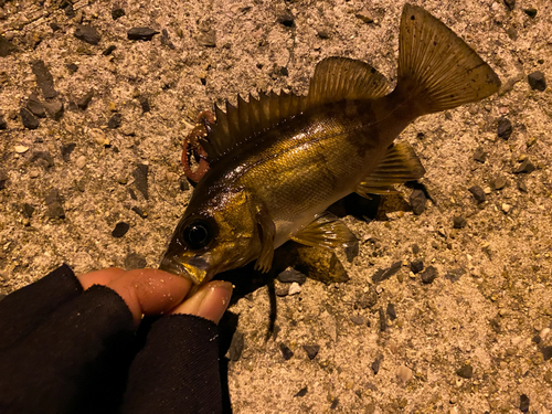 メバルの釣果