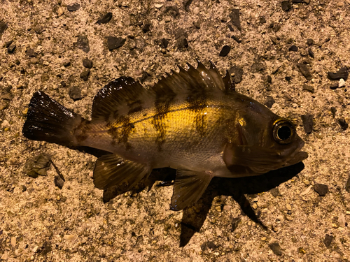 メバルの釣果