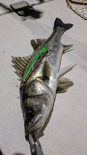 シーバスの釣果