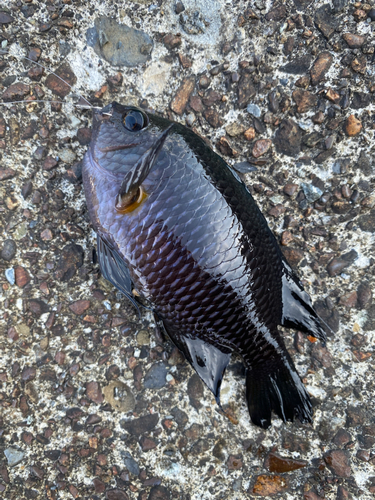 クロスズメダイの釣果