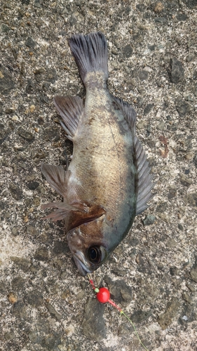 クロメバルの釣果