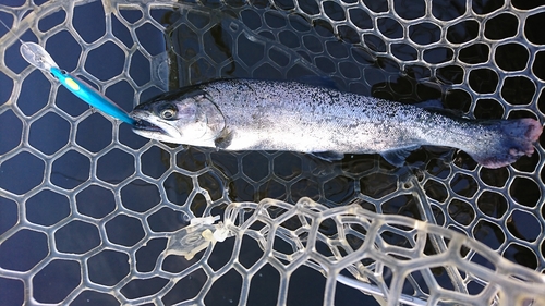 ニジマスの釣果