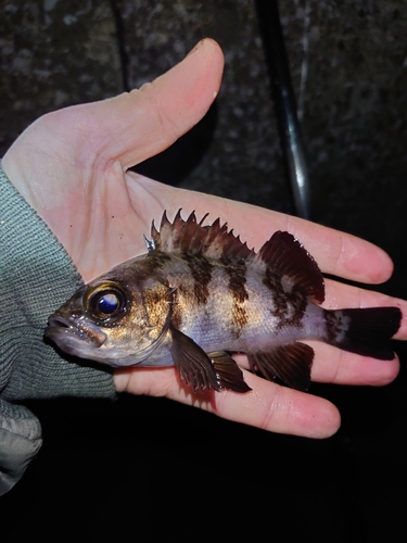 メバルの釣果