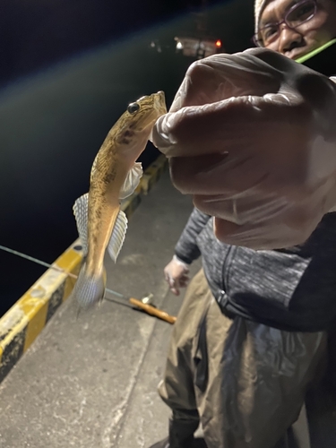 ハゼの釣果