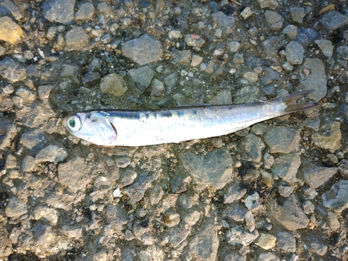 カタクチイワシの釣果