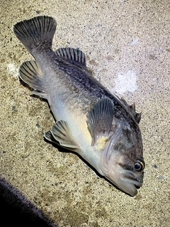 マゾイの釣果