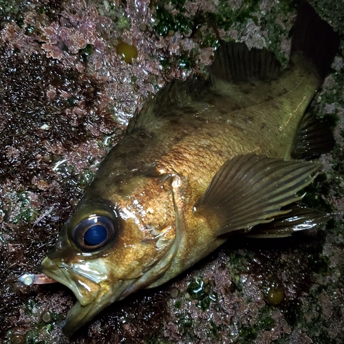 メバルの釣果