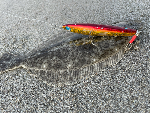 ソゲの釣果