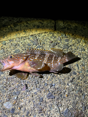 アコウの釣果