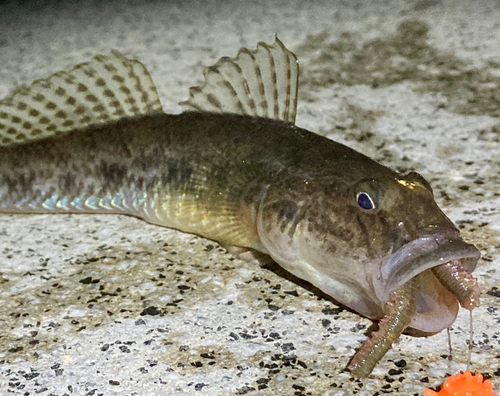 マハゼの釣果