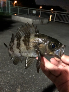 メバルの釣果