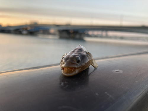 シモフリシマハゼの釣果