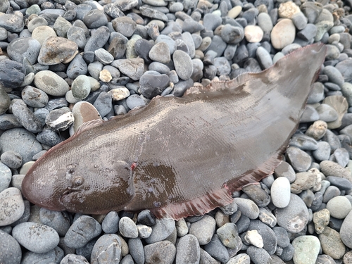 シタビラメの釣果