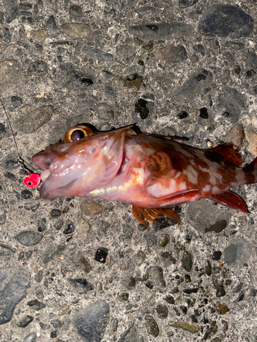 カサゴの釣果