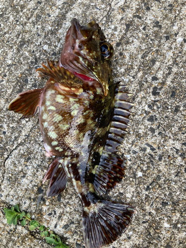 アラカブの釣果