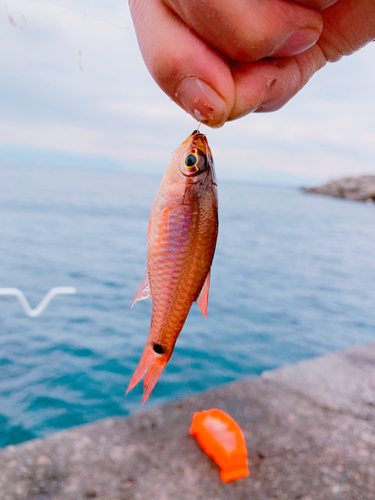 ネンブツダイの釣果