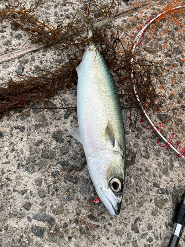 サバの釣果