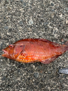 アカササノハベラの釣果