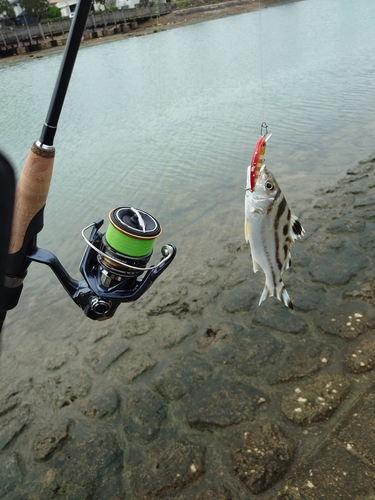 釣果