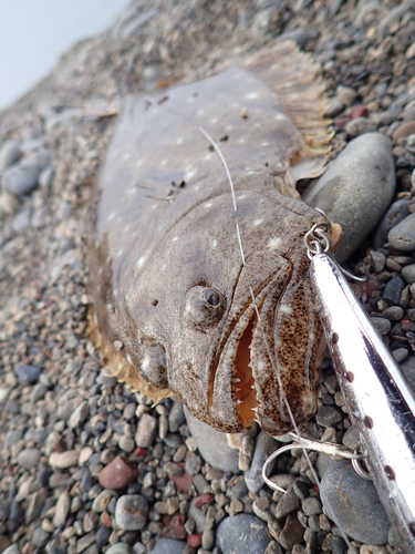 ヒラメの釣果