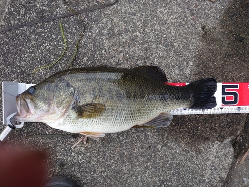 ブラックバスの釣果