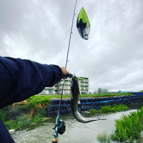 ナマズの釣果