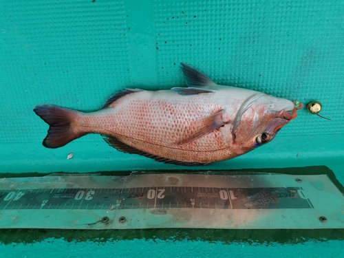 タイの釣果