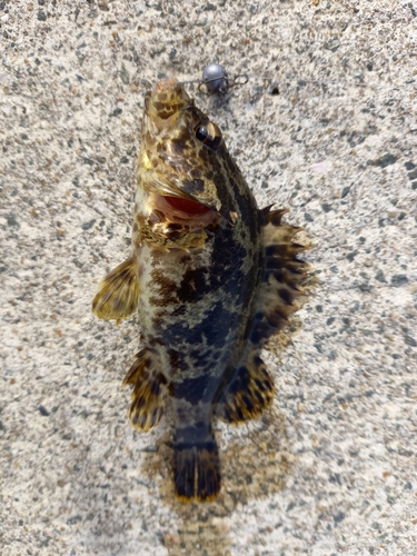 タケノコメバルの釣果