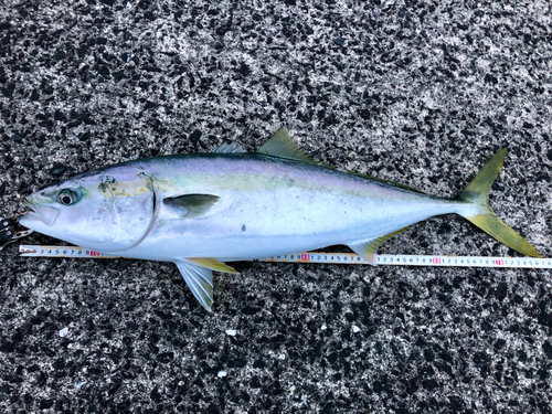 ハマチの釣果