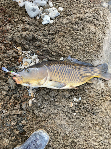 コイの釣果