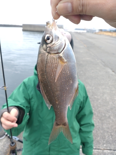 ウミタナゴの釣果