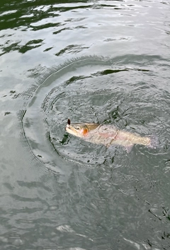 ニジマスの釣果