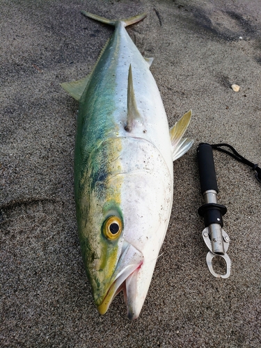 ブリの釣果