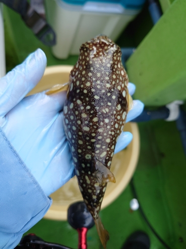 ショウサイフグの釣果